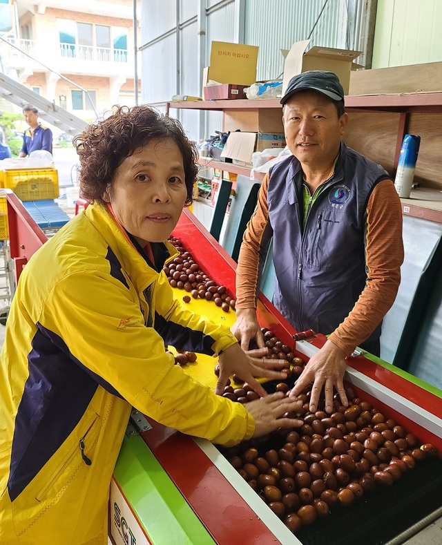 ▲ 충북 보은군 회북면 오동2길 35-2 ‘먹울농장’ 이창재(61)‧이종신 부부가 17일 자신의 농장에서 수확한 대추를 선별하고 있다.ⓒ뉴데일리 D/B