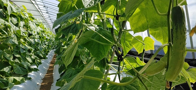 ▲ 충남농업기술원이 빠르미 벼 를 활용해 시설하우스 3모작시대를 열었다. 사진은 3모작 작물인 오이.ⓒ충남도