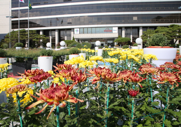 ▲ 충주시청 앞 광장에서 전시하고 있는 국화꽃.ⓒ충주시