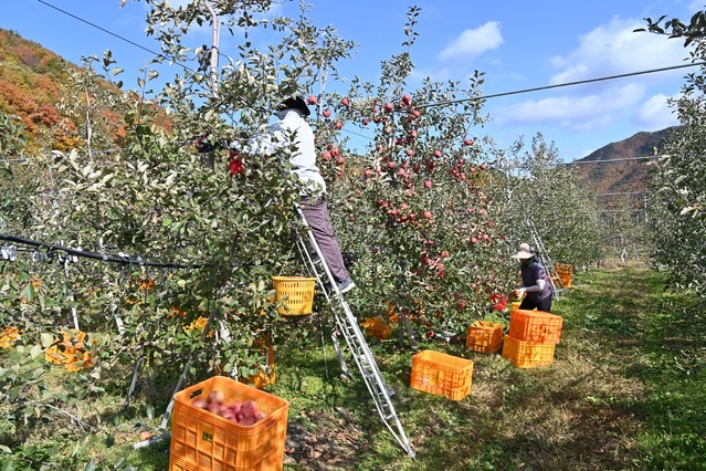 ▲ 청송군(군수 윤경희)은 본격적인 사과 수확시기에 맞춰 청송군영농일자리지원센터(이하 센터)를 통해 확보한 대도시 유휴인력을 10월 25일부터 100여 농가에 본격적으로 투입한다.ⓒ청송군