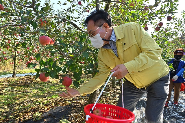 ▲ 엄태항 군수가 직접 사과 수확을 도우며 농가들의 고충을 나누고 코로나19로 지친 농민들을 위로했다.ⓒ봉화군