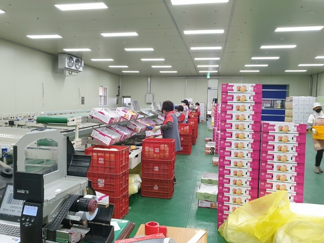 ▲ 경상북도는 최근 농림축산식품부가 실시한 ‘2021년 과수생산·유통지원사업 연차평가’에서 전국 1위로 선정됐다고 28일 밝혔다.ⓒ경북도