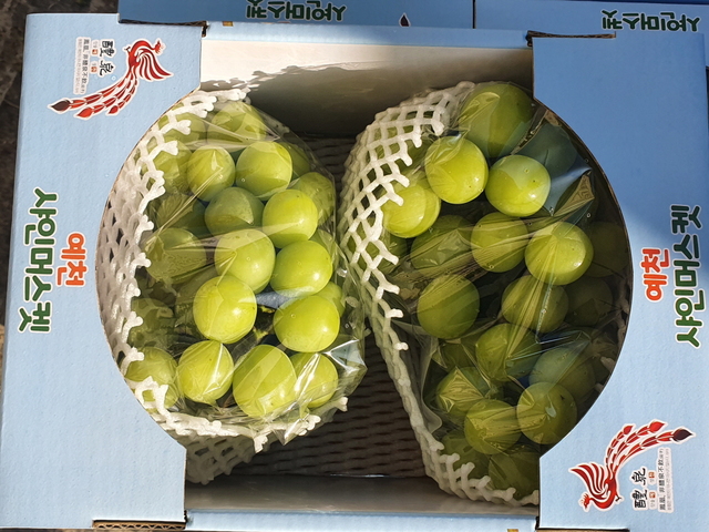 ▲ 예천군(군수 김학동)은 28일 오후 4시 보문면 샤인머스캣 재배농장에서 예천군포도연합회(대표 윤효근), 수출업체 썬팜에너지(대표 유두희) 등 관계자 20여명이 참석한 가운데 샤인머스캣 홍콩 수출 선적식을 가졌다.ⓒ예천군