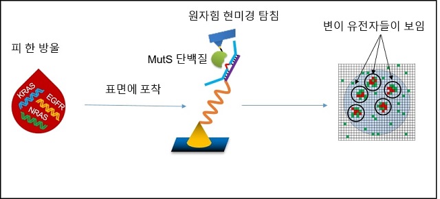 ▲ 원자힘현미경을 이용하여 증폭없이 혈액내 변이유전자를 민감하고 특이도 높게 검출하는 모식도.ⓒ포스텍