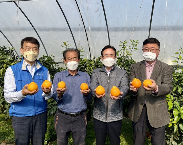▲ 경북농업기술원은 2일 칠곡 기산면 만감류 재배하우스(농장대표 김종기)에서 ㅠ‘황금향’ 무가온 재배에 성공했다고 밝혔다.ⓒ경북도