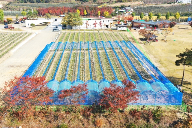 ▲ 청송군(군수 윤경희)은 농림축산식품부에서 주관하는 2022년 종자산업기반구축사업에 선정되어 2022~2023년(2년간) 총사업비 31.5억 원(국비 50%, 군비 50%)을 확보했다.ⓒ청송군