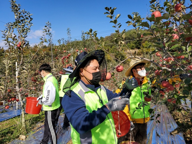 ▲ NH농협은행 경북본부(본부장 금동명) 행복채움봉사단과 NH농협 예천군지부(지부장 전이향)직원 30여 명은 가을철 사과 수확기를 맞아 3일 예천군 은풍면 탑리 사과농가를 방문했다.ⓒNH농협은행