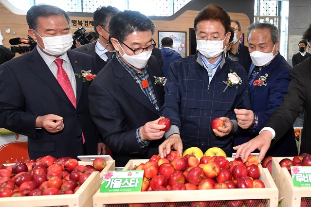 ▲ 전국에서 유일하게 경북 영주에서만 생산하는 별모양 사과 ‘가을스타’가 이번 주부터 과일시장에 선보인다.ⓒ영주시