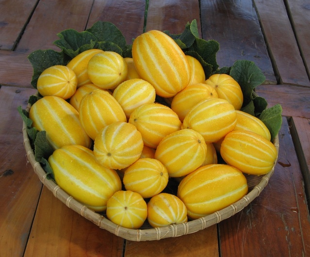 ▲ 성주군은 전국 참외 생산량의 70% 이상을 차지하는 주산지로서 2021년 계속되는 코로나19바이러스로 인한 경제침체 상황에도 불구하고 성주참외 조수입 5534억 원을 달성하여 50년 참외재배 역사상 최대의 조수입을 올렸을 뿐 아니라, 3년 연속 조수입 5000억 달성이라는 또 하나의 기록을 세웠다.ⓒ성주군