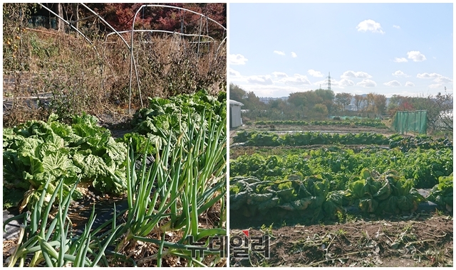 ▲ 김만배 씨가 매입한 '수원 R&D 사이언스파크' 개발 예정 인근 농지. 김씨는 구속 상태고 농지 관리는 이전 주인이 하고 있다. ⓒ이상무 기자