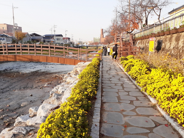 ▲ 충주시 용산동 천변길에 조성된 국화 꽃 산책길.ⓒ충주시