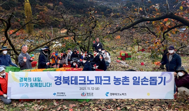 ▲ (재)경북테크노파크(원장 하인성)가 지난 11일 경북 청도군 금천면에 소재한 감 재배 농가를 찾아 가을 수확 철 인력 부족으로 근심하는 농민들을 돕는 시간을 가졌다고 전했다.ⓒ경북테크노파크