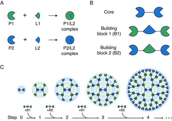 ▲ KAIST 생명과학과 김학생 교수 등이 개발한 거대 단백질을 조립하기 위한 순차적, 교대 결합 방식의 모식도.ⓒKAIST
