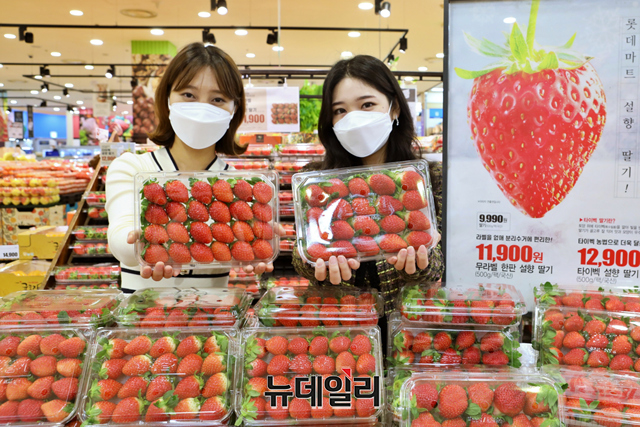 ▲ '무라벨 한판 설향 딸기'가 출시된 22일 오전 서울 중구 롯데마트 서울역점에서 진행된 가운데 모델들이 상품을 선보이고 있다. ⓒ롯데쇼핑