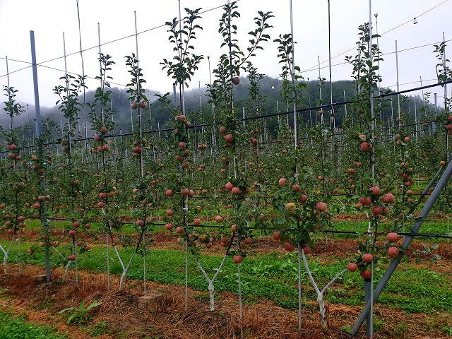 ▲ 사과 2축형 재배 모습.ⓒ봉화군
