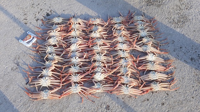 ▲ 영덕군 해양수산과가 불법조업을 적발한 대게 사진.ⓒ영덕군