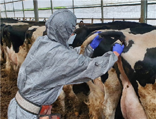 ▲ 강원도동물위생시험소가 젖소에 결핵병검진과 착유가축 위생점검을 하고 있다.ⓒ강원도