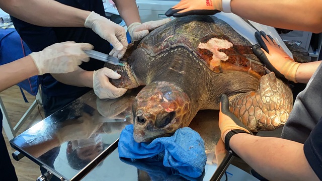 ▲ 지난 6월 21일 영덕군 축산항 인근 해역에서 구조된 붉은바다거북의 수술장면.ⓒ영덕군