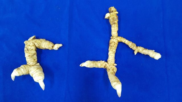 ▲ 신품종 둥굴레 ‘수리각’ⓒ충북도