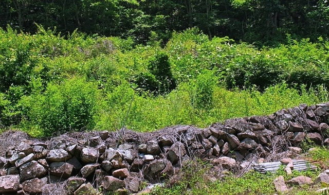 ▲ 지난 7월 말 촬영한 이재명 후보 조모의 묘소 ⓒ뉴데일리