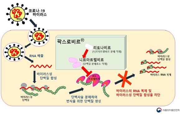 ▲ 팍스로비드 작용기전 모식도 ⓒ식품의약품안전처