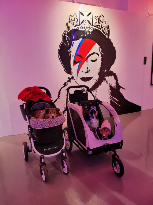 ▲ '아트 오브 뱅크시'가 반려견과 함께 전시를 관람할 수 있는 '펫데이'를 내년 1월 10일 진행한다.ⓒLMPE COMPANY