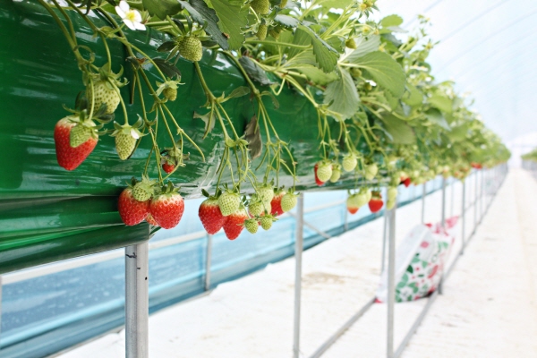 ▲ 충주시 농업기술보급 시범사업 딸기 고설베드 시설.ⓒ충주시