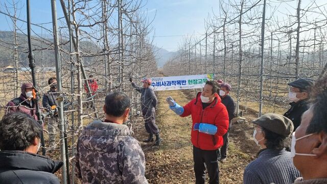 ▲ 영양군농업기술센터에서는 사과 과원 관리에 어려움이 많은 관내 농가를 위해 사과 수형관리 현장교육을 1월 10일 수비면 신원리 소재 과원에서 실시했다.ⓒ영양군