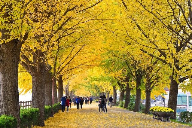 ▲ 충남 아산 염치읍 2.2㎞의 ‘은행나무길’은 가을에 노란 ‘황금터널’이 일품이다. 특히 가을에는 노란 황금터널이 특히 아름답다.ⓒ아산시