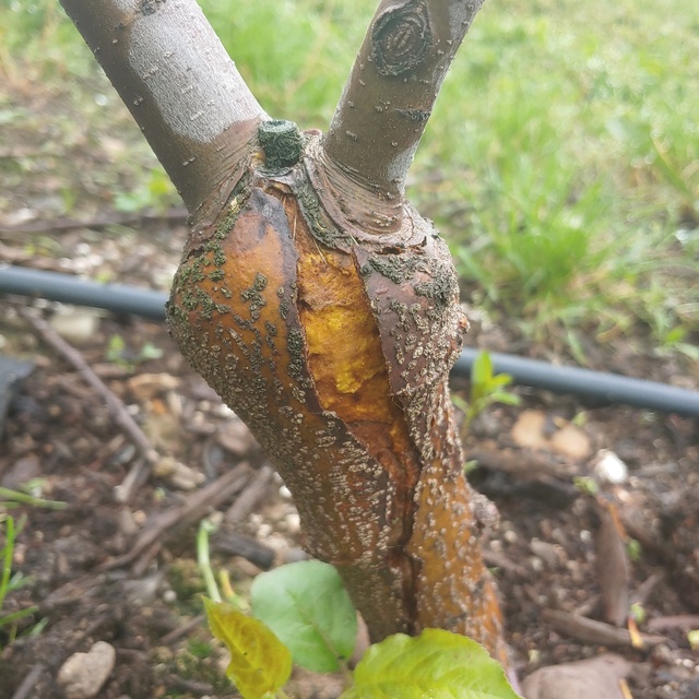 ▲ 경상북도 농업기술원은 지난해 여름 긴 장마로 생육 후기에 강우량이 많아 내동성이 저하돼 사과나무에 동해 발생이 우려되므로 해빙기 과원 관리에 힘써줄 것을 당부했다.ⓒ경북도