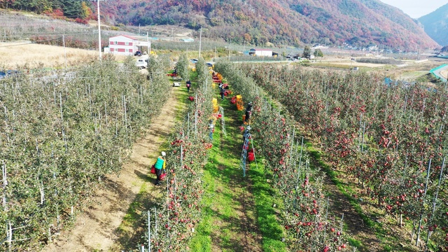 ▲ 청송군(군수 윤경희)은 농업기술센터에서 실시하는 새로운 영농기술의 신속한 보급과 농업 소득증대를 위해 농촌진흥기관 국‧도비 보조사업 및 지역 자체 시범사업 신청을 받고 있다.ⓒ청송군