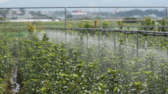 ▲ 경산시는 2022년 농림축산식품부 주관하는 ‘과수 무병화 관리기관’ 공모사업에 최종 선정됐다.ⓒ경산시