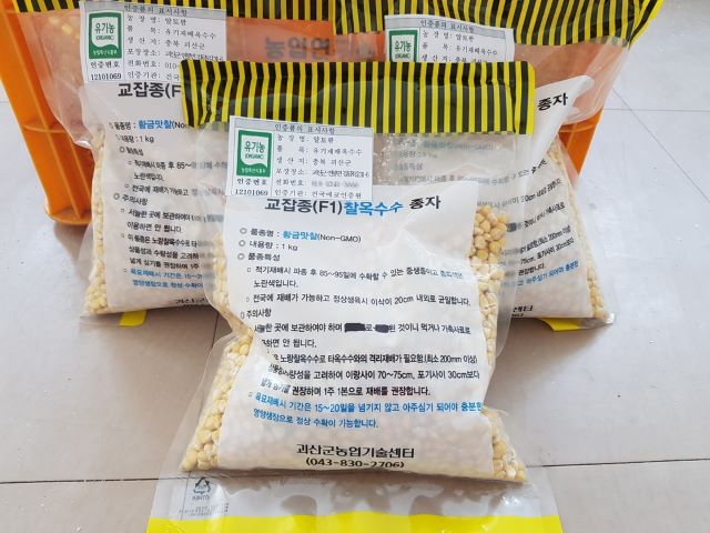 ▲ 괴산군 농업기술센터가 오는 11일까지 유기농 옥수수 보급종 종자 신청을 받는다.ⓒ괴산군