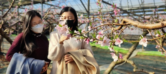 ▲ 경산시 압량면 백안리에 있는 2,000평 하우스에서 복숭아꽃이 피었다.ⓒ경산시