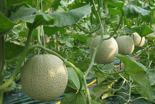 ▲ 경주 멜론 재배 모습.ⓒ경주시