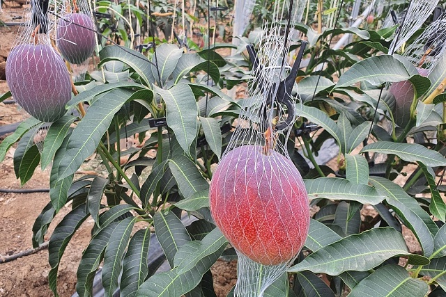 ▲ 경주 애플망고 재배 모습.ⓒ경주시