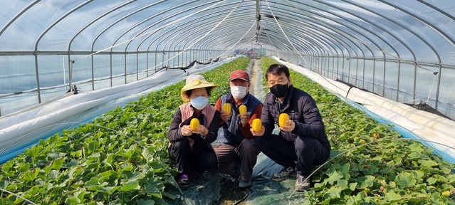 ▲ 지난 4일 맛과 품질에서 최고를 자랑하는 칠곡 벌꿀참외가 첫 출하했다.ⓒ칠곡군