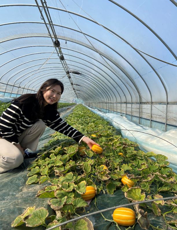 ▲ 14일 경산시 압량읍 현흥리에 있는 경산맛난참외단지에서 수확된 참외가 올해 첫 출하됐다.ⓒ경산시