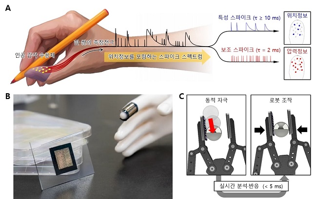 ▲ (a) 생체 스파이크 신호열 발생 방식에 기반하여 위치정보를 포함한 인공 스파이크 신호열의 발생 방식, (b) 제작된 전자피부와 이를 손가락에 착용한 모습, (c) 로봇에 전자피부를 착용하여 미끄러지는 쇠구슬을 순간적으로 감지하고 다시 잡는 모습.ⓒ포스텍