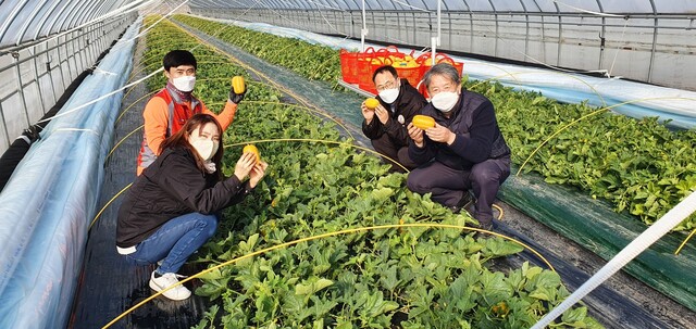 ▲ 예천군 대표 농산물 중 하나인 예천참외가 지난 22일 첫 출하를 시작으로 8월까지 전국 소비자들 입맛 공략에 나섰다.ⓒ예천군