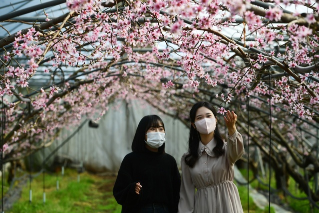 ▲ 청도군에 새로운 봄을 알리는 연분홍 복사꽃이 활짝 피면서 성큼 다가온 봄소식을 알렸다.ⓒ청도군