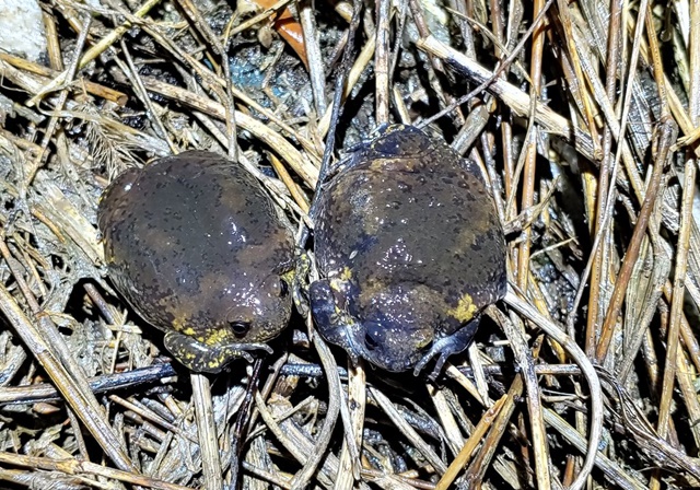 ▲ 맹꽁이. ⓒ한국토지주택공사