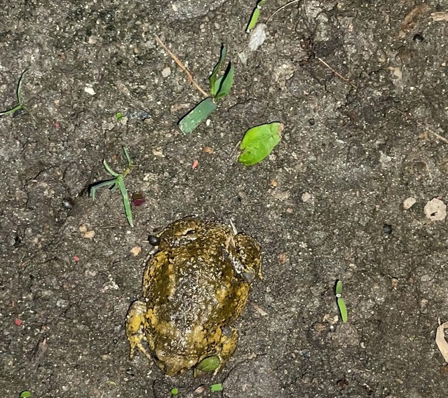 ▲ 충남 천안시 직산읍 개발현장에서 발견된 맹꽁이.ⓒ천안시