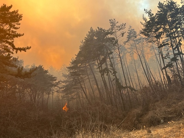 ▲ 충남 태안군 이원면 내리 산불현장.ⓒ산림청