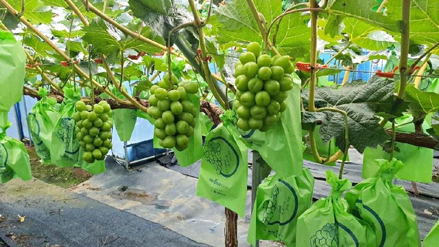 ▲ 영천시가 지난해 전국 포도 샤인머스켓 수출액 300만 달러 성과를 올린 것으로 나타났다.ⓒ영천시