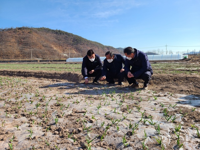 ▲ 농협 경북지역본부(본부장 금동명)는 최근 장기간 지속되고 있는 가뭄으로 인한 농작물 피해가 우려되는 의성마늘 재배 농가를 방문해 농업인을 위로하고 농작물 생육 상태를 점검했다.ⓒ경북농협