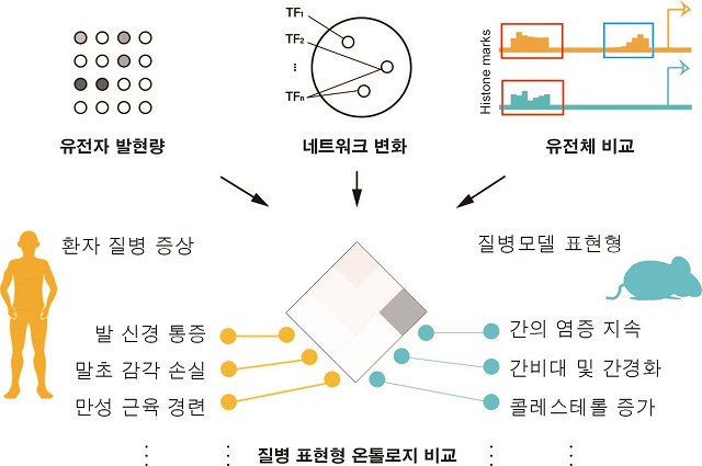 ▲ 유전자 조절 네트워크와 유전체 발현량 비교를 통해 인간질병을 더 정확하게 모사하는 질병 모델생물을 선택하는 기술의 개요.ⓒ포스텍