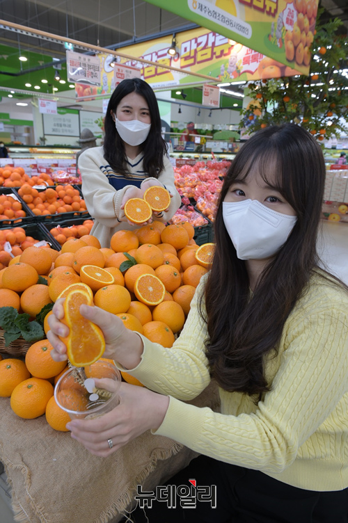 ▲ 청견 오렌지 홍보행사가 4일 서울 서초구 농협 하나로마트 양재점에서 열린 가운데 모델들이 올해 첫 출하된 국내산 청견 오렌지를 소개하고 있다.ⓒ농협유통