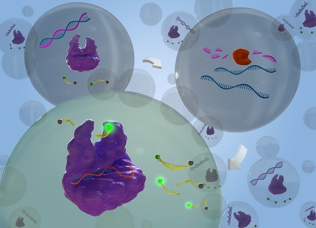 ▲ 국제 학술지 표지 이미지.ⓒKAIST