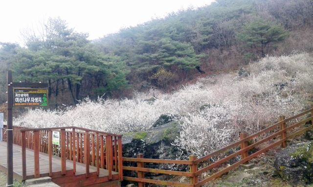 ▲ 괴산 장연 송덕 미선나무 자생지.ⓒ괴산군